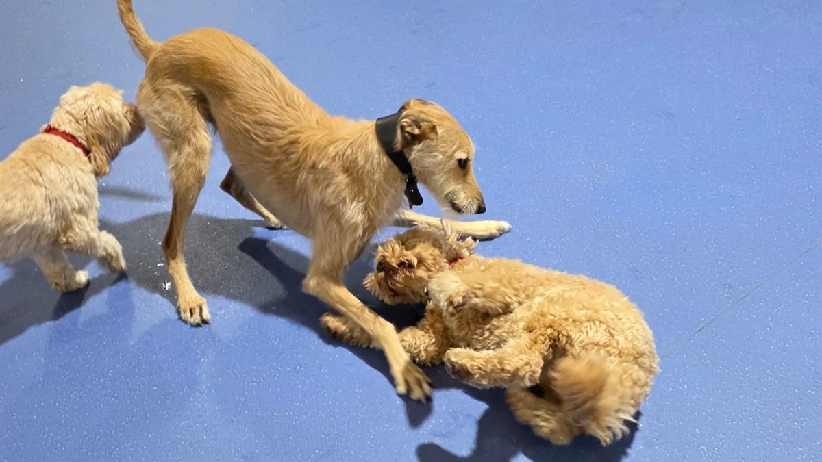 Dogs playing together on the day care floor