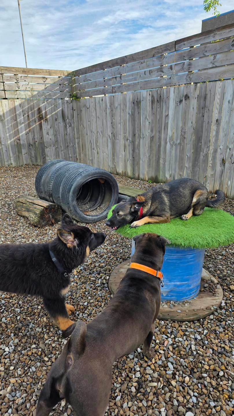 Three dogs playing around tyres and a log in the outdoor paddock