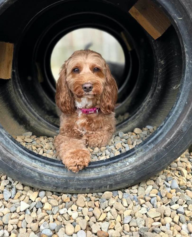 A cockapoo resting inside a tyre tunnel in the paddock