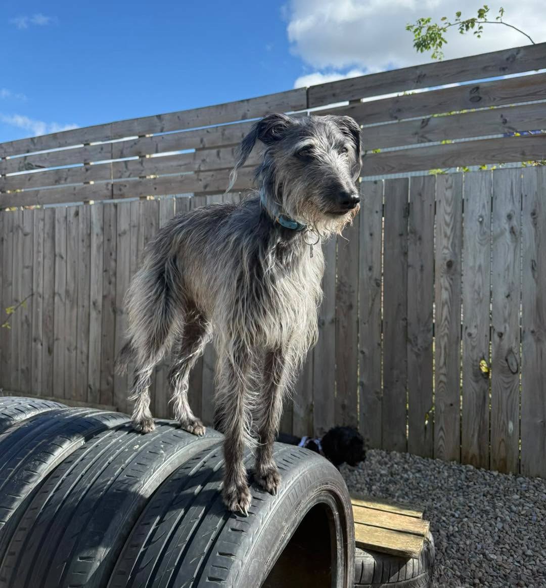 A shaggy grey dog standing on a stack of tyres in the paddock