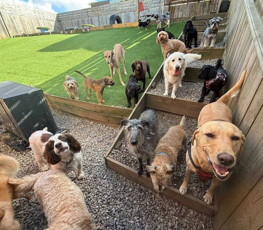 Many dogs playing together on the paddock lawn and steps
