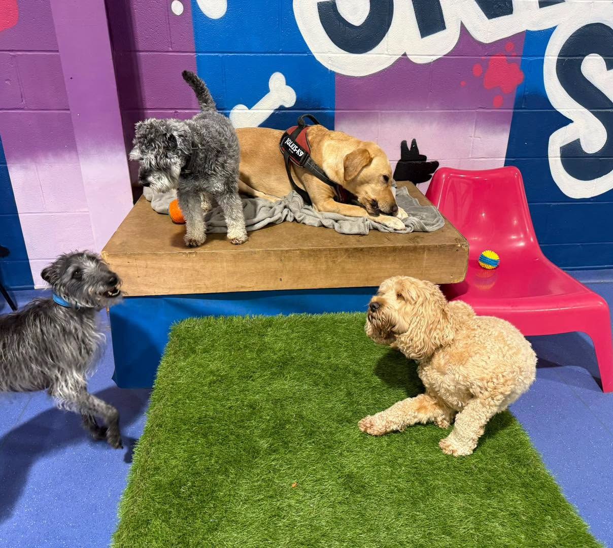 Dogs relaxing on a wooden bench and a grass mat in the indoor arena
