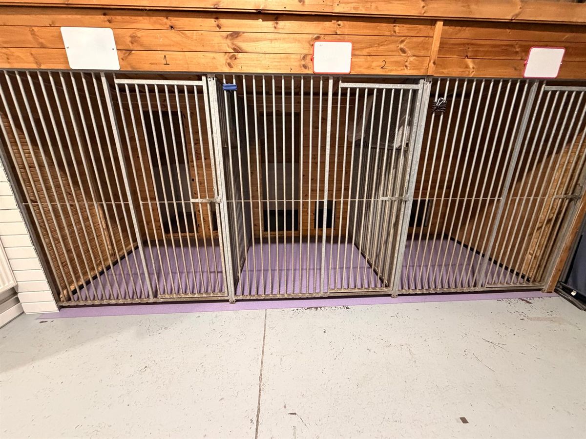 Three individual Doggy House spaces for Day Creche dogs, with metal bar fronts, wooden walls and a purple floor