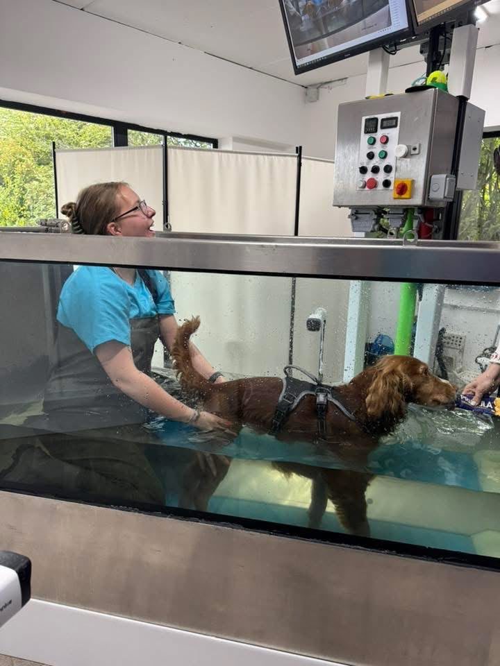 Spaniel in a harness exercising on the underwater treadmill with a smiling team member at Mighty Mutt House, Durham