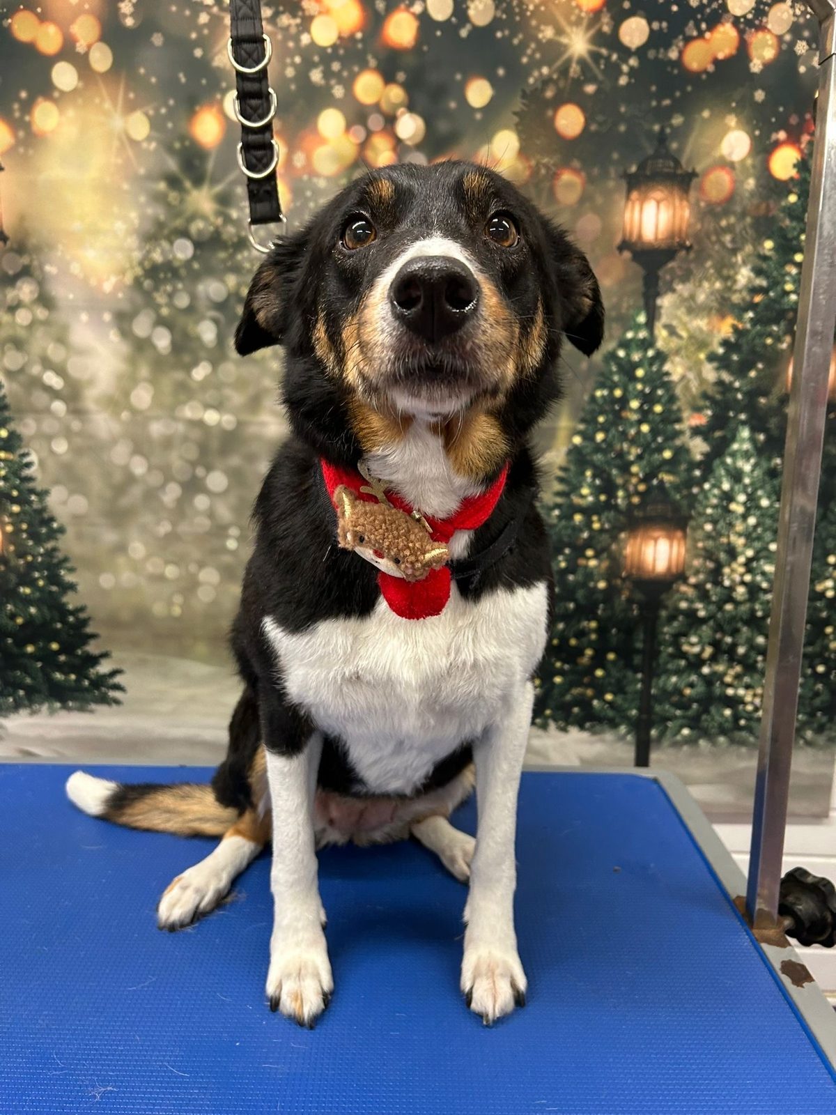 A black and tan collie on a grooming table