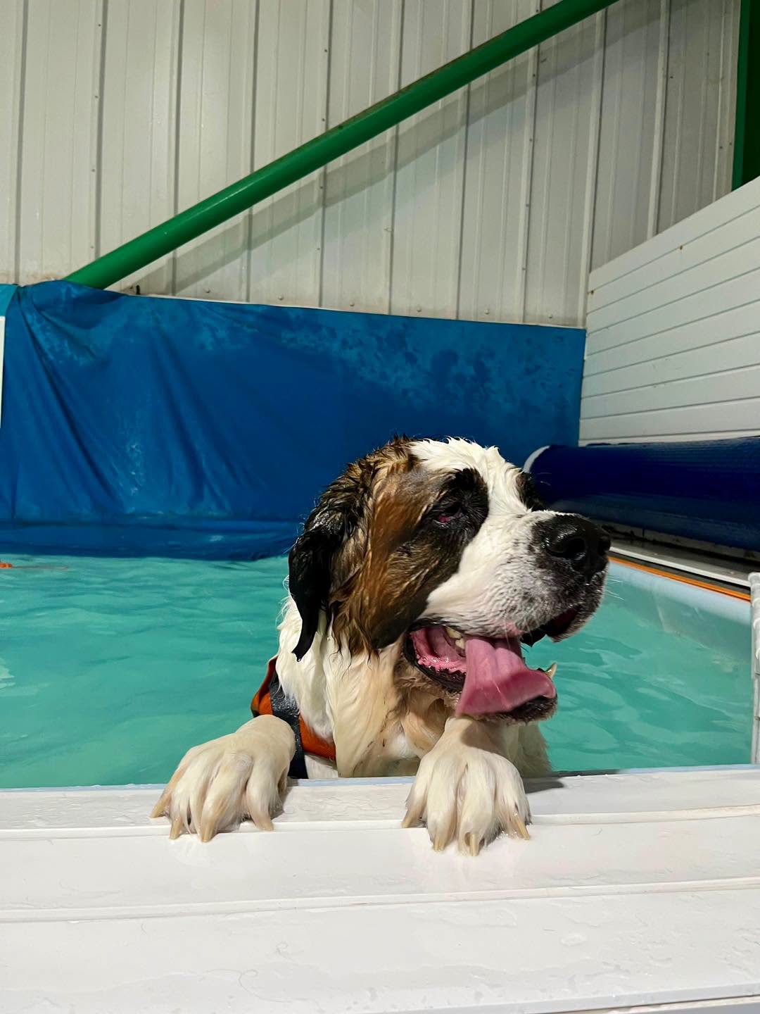 A large dog on the pool ramp