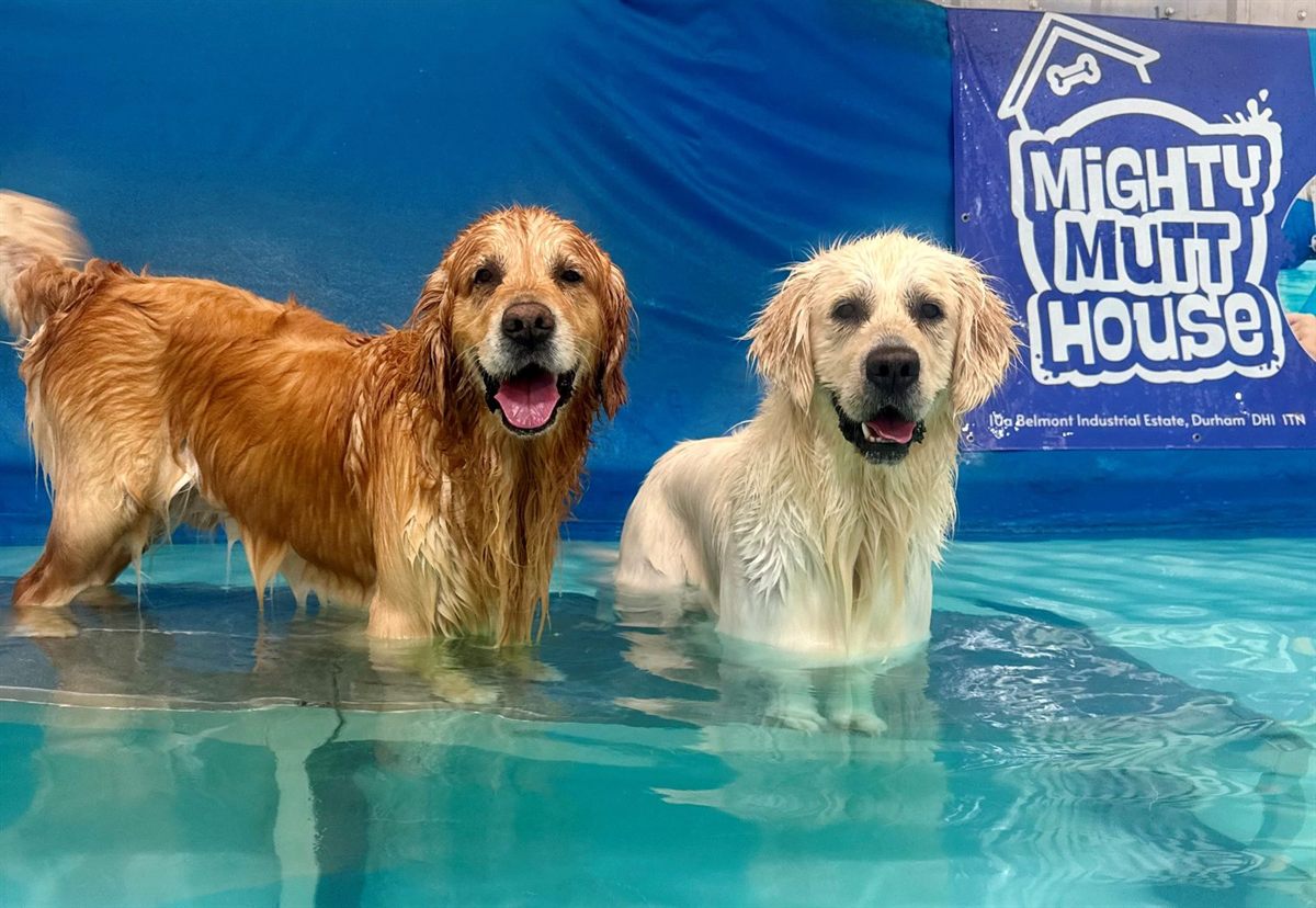 Two golden dogs standing in the heated hydrotherapy pool