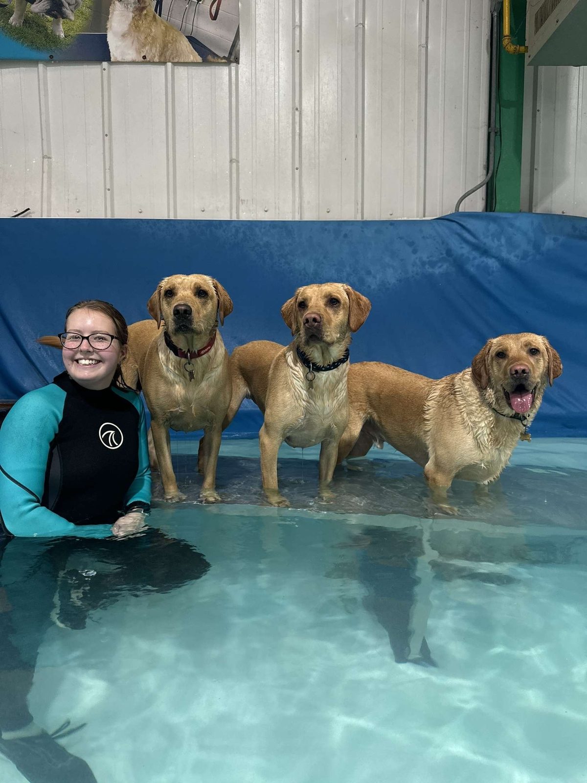 Four dogs standing in the pool with a member of staff