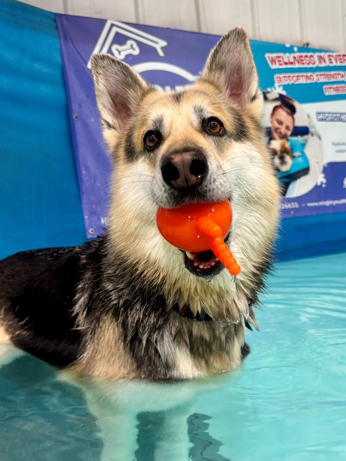 A German shepherd with an orange toy in the pool