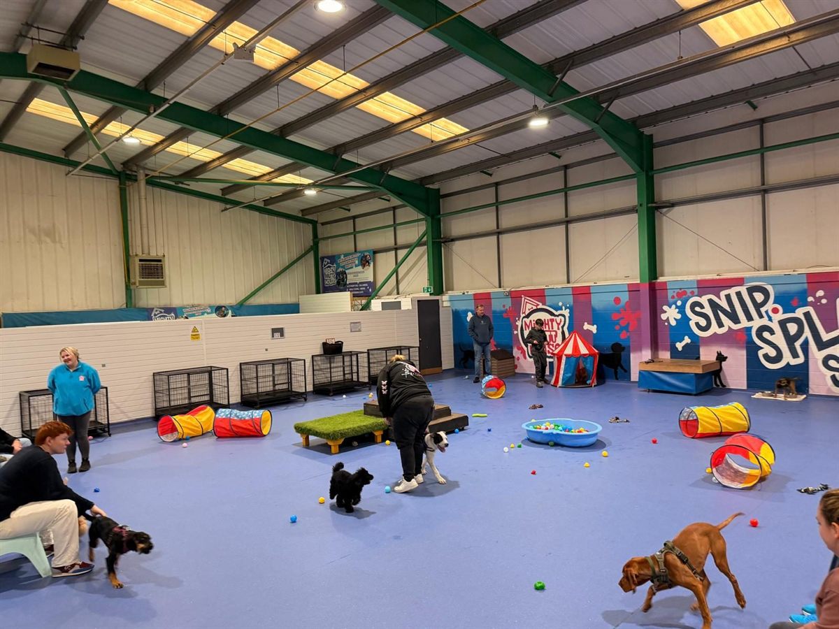 Puppies and dogs playing with balls and tunnels in the Mighty Mutt House play area