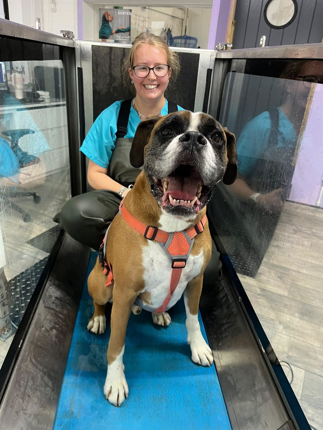 A boxer in an orange harness smiling on the water treadmill with a member of the hydro team behind