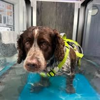 A spaniel in a yellow harness standing on the water treadmill