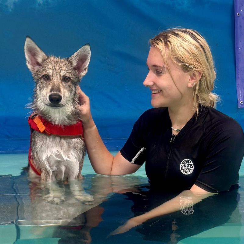 Hazel, hydrotherapist, in the pool stroking a wet grey dog in a red harness
