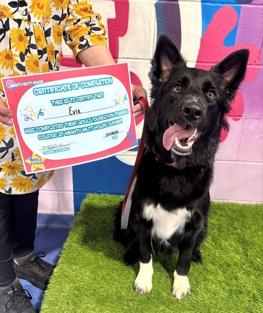 A black and white dog with a training course certificate