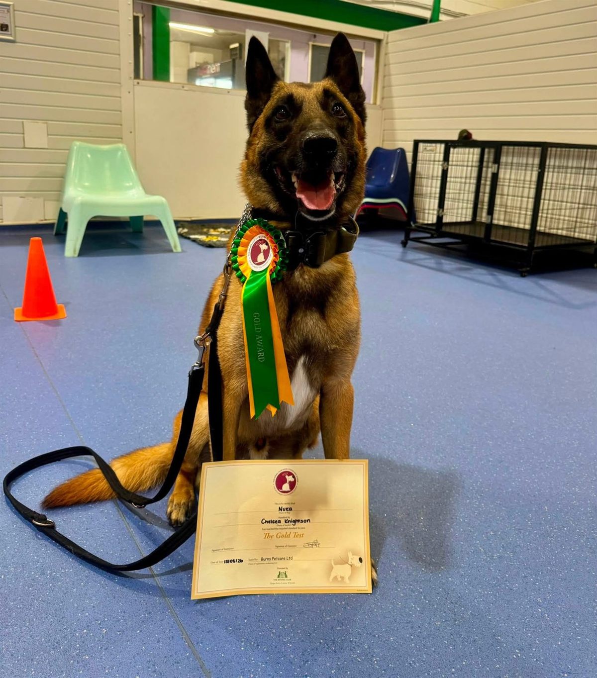 A German shepherd dog with a rosette and a certificate on a training mat