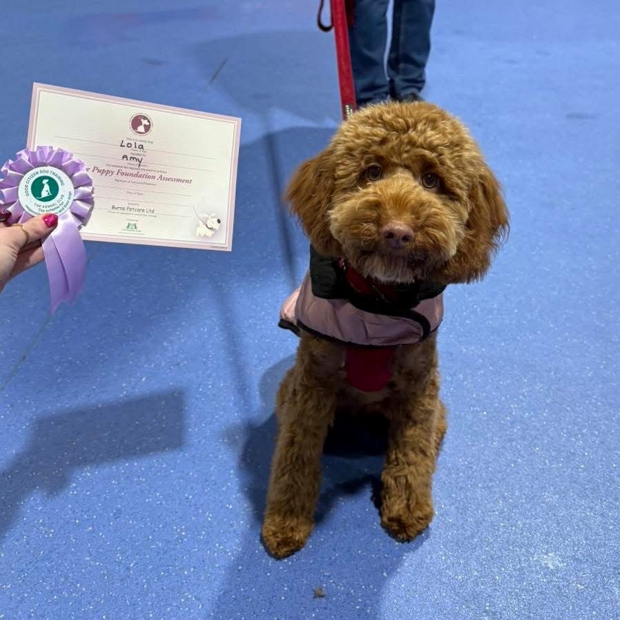 A brown doodle dog wearing a rosette and holding a course certificate