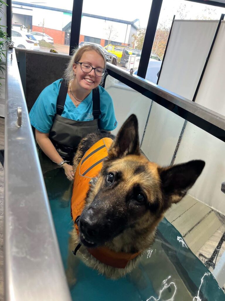 Team member and an alsatian in an orange life jacket during an underwater treadmill session at Mighty Mutt House, Durham