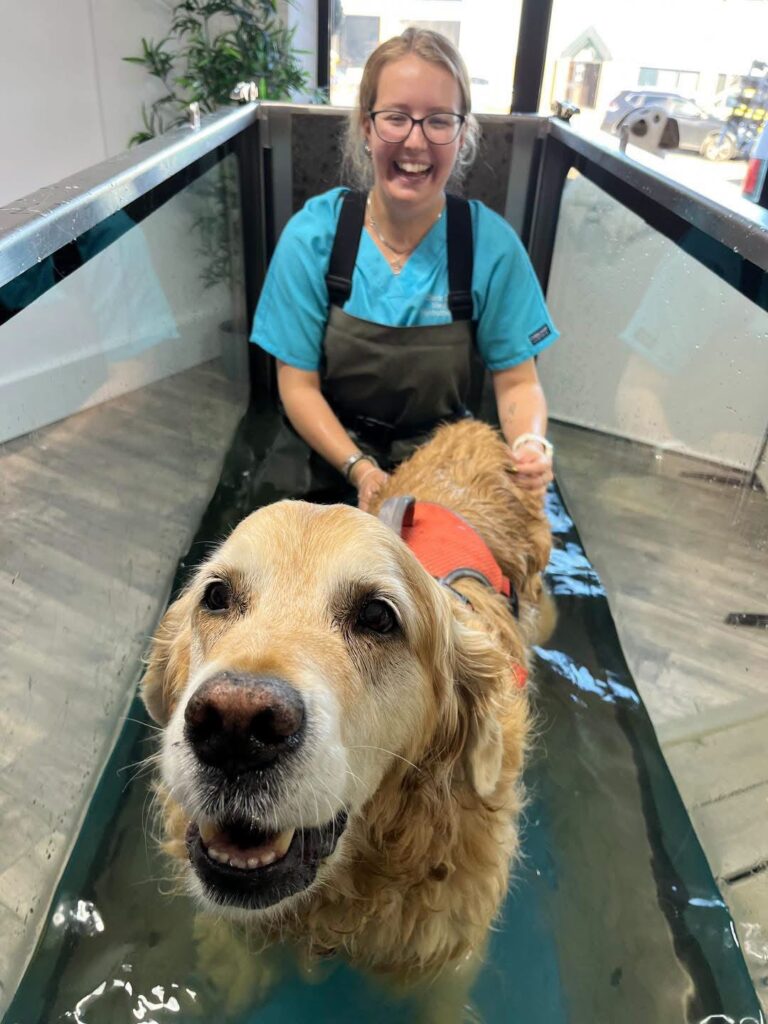 Golden retriever in an orange harness on the underwater treadmill during a fitness session in Durham