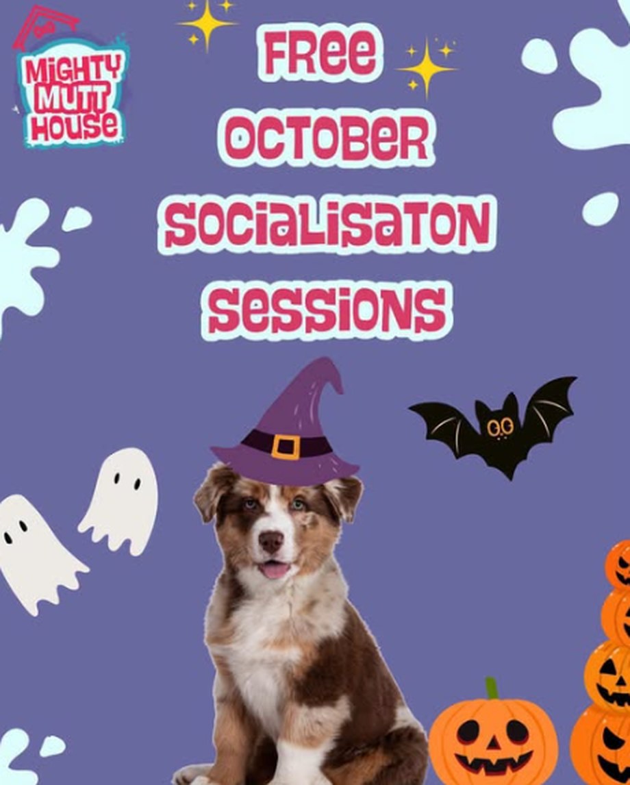 Poster: free October socialisation sessions at Mighty Mutt House, a puppy in a witch hat with ghosts, a bat and pumpkins