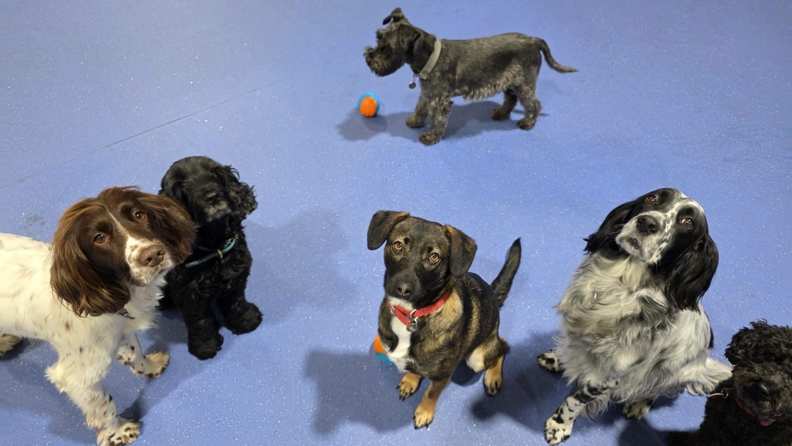 Four dogs playing together on the day care floor